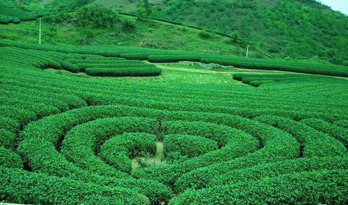 Gợi ý Lịch trình khám phá cao nguyên Mộc Châu 2N1Đ chi tiết số 7