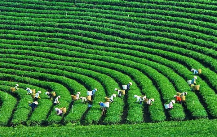Hùng vĩ vẻ đẹp của Đồi Chè Ô Long Mộc Sương