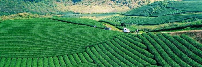 Hình ảnh thơ mộng của Đồi Chè Ô Long Mộc Sương 2
