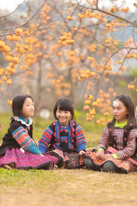 Mùa hồng chín tại Mộc Châu, món quà đặc biệt từ vùng cao nguyên đậm tình 8