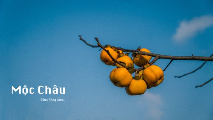 Mùa hồng chín tại Mộc Châu, món quà đặc biệt từ cao nguyên đậm tình 2