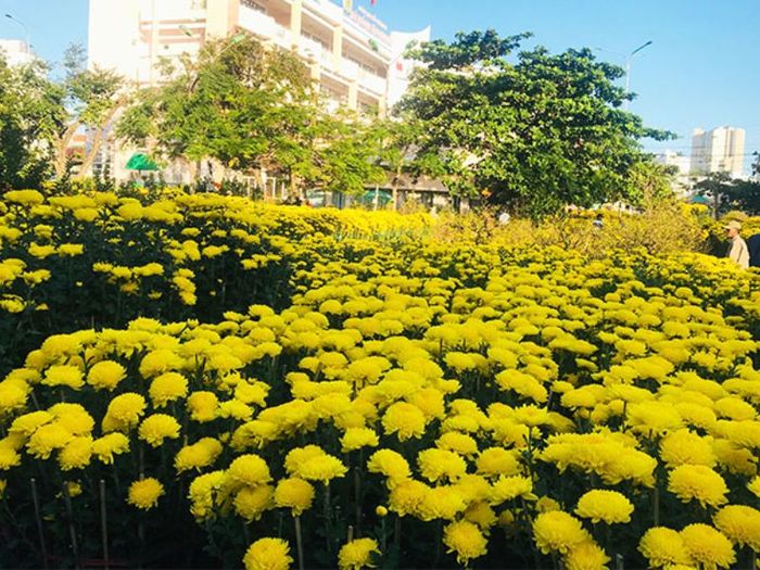 Du lịch Nha Trang Tết 2024: Đừng bỏ qua những trải nghiệm này 4