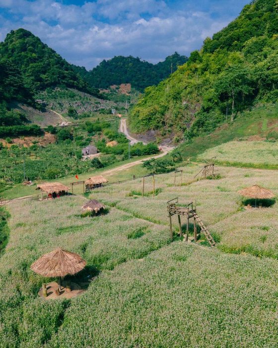 Trên cao nguyên Mộc Châu 5 tỏa sáng một vườn hoa tam giác mạch xinh đẹp.