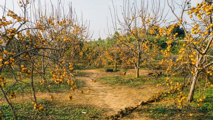 Mùa hồng chín tại Mộc Châu, món quà đặc biệt từ vùng cao nguyên đậm tình 10