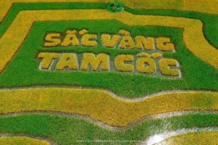 Tự hào với biểu tượng 'Sắc vàng Tam Cốc', lá cờ lúa lớn nhất Việt Nam 4