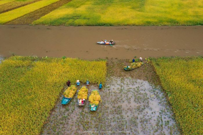 Tự hào với biểu tượng 'Sắc vàng Tam Cốc', lá cờ lúa lớn nhất Việt Nam 5