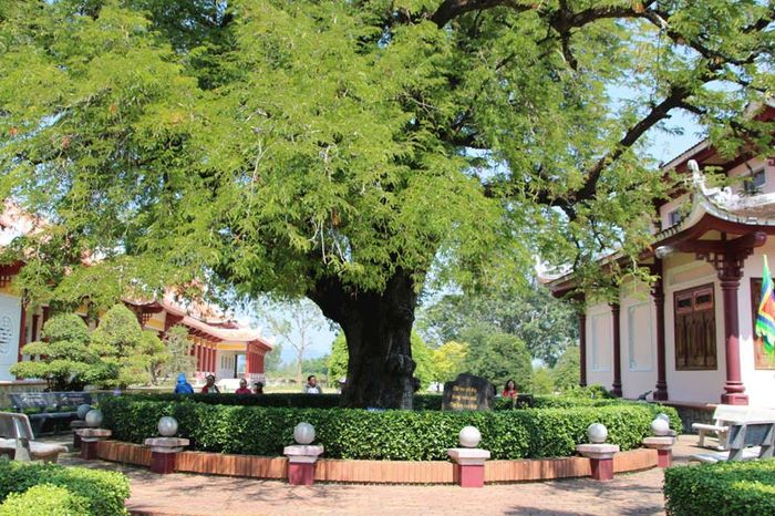 Bảo tàng Quang Trung, dấu ấn lịch sử hào hùng của dân tộc 7