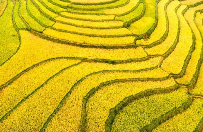 Gợi ý kế hoạch ngắm ruộng lúa ở Sapa, với vẻ đẹp rực rỡ, đơn giản nhưng ấn tượng