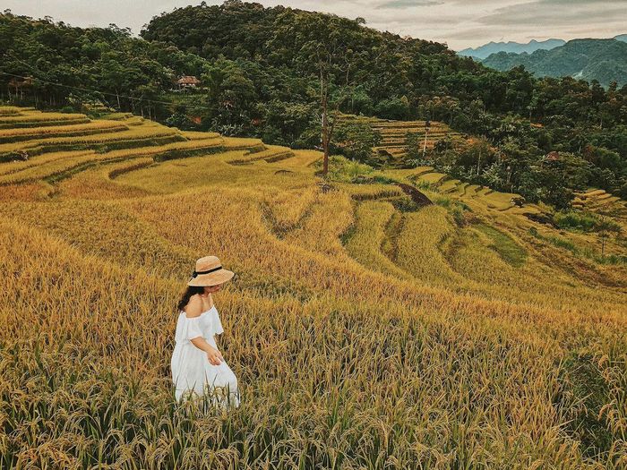 Đề xuất kế hoạch ngắm ruộng lúa ở Sapa, với vẻ đẹp tuyệt vời, đơn giản nhưng ấn tượng