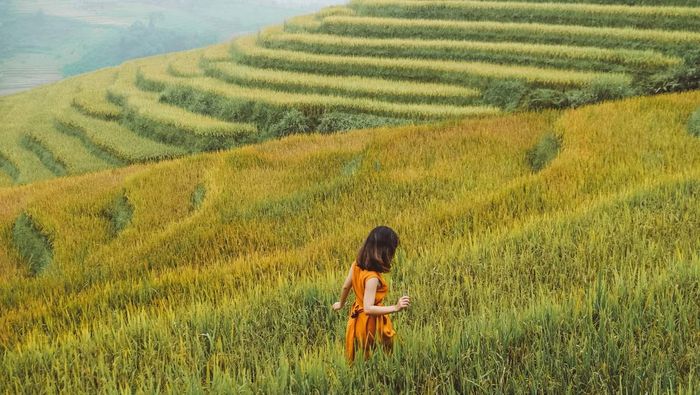 Gợi ý kế hoạch ngắm ruộng lúa ở Sapa, với vẻ đẹp rực rỡ, đơn giản nhưng đầy ấn tượng