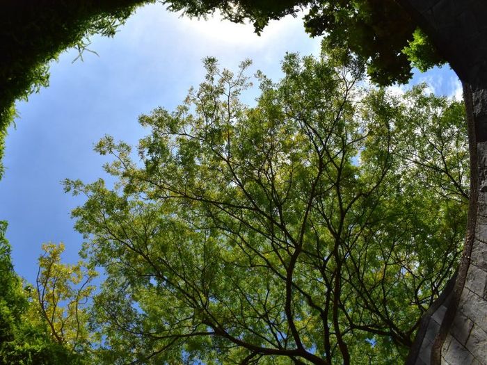 Công Viên Fort Canning, điểm sống ảo độc đáo nhất trên Đảo Sư Tử 6