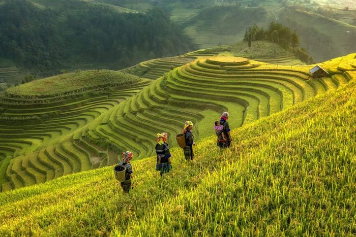 Đề xuất kế hoạch ngắm ruộng lúa ở Sapa, với vẻ đẹp tuyệt vời, đơn giản nhưng ấn tượng