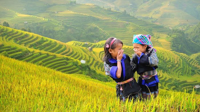 Gợi ý kế hoạch ngắm ruộng lúa ở Sapa, với vẻ đẹp rực rỡ, đơn giản nhưng ấn tượng