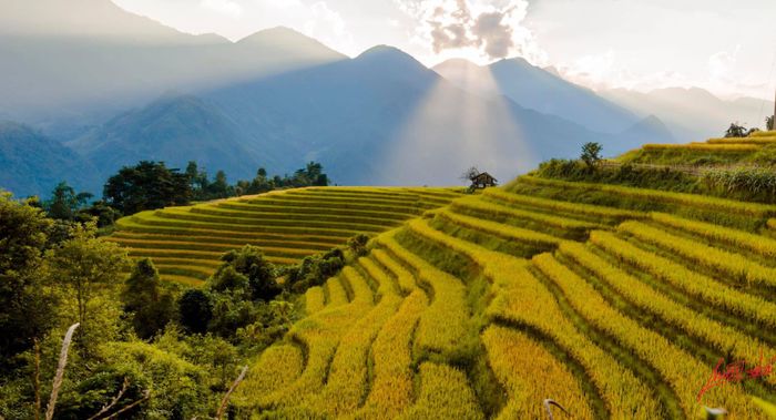 Đề xuất lịch trình ngắm ruộng lúa ở Sapa, với vẻ đẹp tuyệt vời, đơn giản nhưng ấn tượng