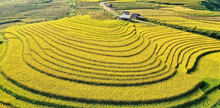 Đề xuất lịch trình ngắm ruộng lúa ở Sapa, với vẻ đẹp tuyệt vời, đơn giản nhưng ấn tượng