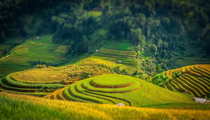 Thưởng ngoạn ruộng lúa ở Sapa, với vẻ đẹp tuyệt vời, đơn giản nhưng ấn tượng
