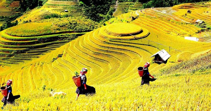 Đề xuất kế hoạch ngắm ruộng lúa ở Sapa, với vẻ đẹp rực rỡ, đơn giản nhưng ấn tượng