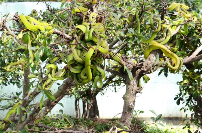 Trải nghiệm một ngày tại Trại rắn Đồng Tâm Tiền Giang - điểm đến lớn nhất Việt Nam 7