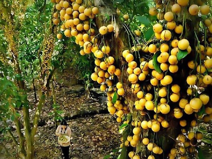 Top 7 điểm vườn trái cây gần Sài Gòn - Hương vị thơm ngon, dinh dưỡng, giá cả phải chăng không thể bỏ qua 7