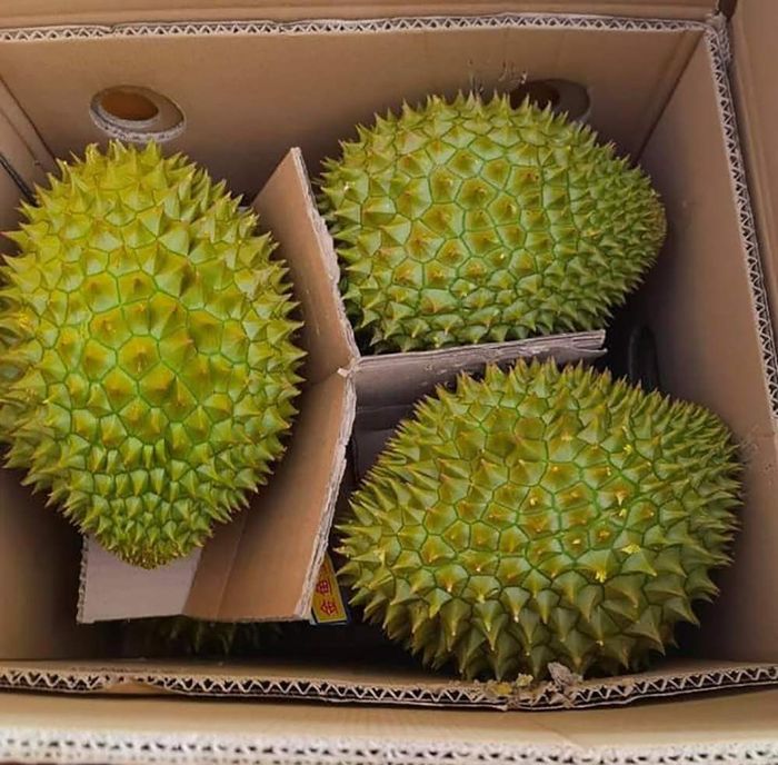 Hương vị đặc trưng của sầu riêng Ngũ Hiệp gây ấn tượng sâu sắc