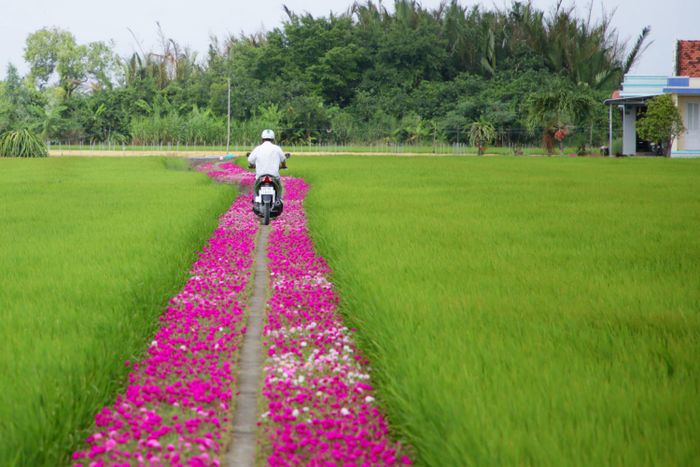 Khám phá Con đường hoa mười giờ ở Gò Công - Điểm check-in tuyệt vời 3