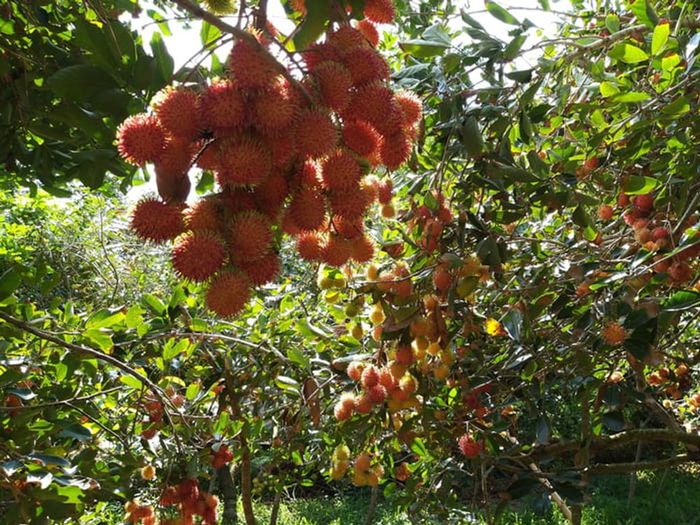 Khám phá vẻ bình yên của Cồn Quy Tiền Giang giữa dòng sông nước 5