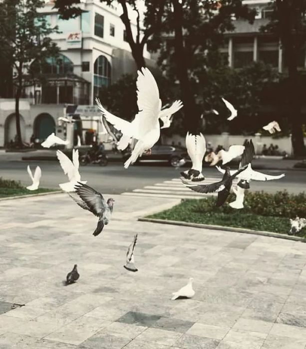 Công viên Hoàng Văn Thụ, điểm đến xanh giữa lòng Sài Gòn 7