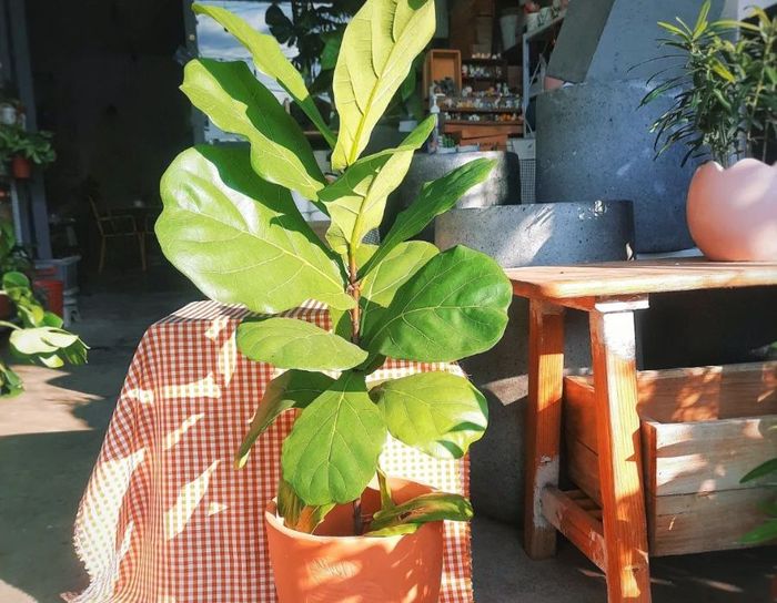 Tiệm cà phê và cây Hiên Nắng, không gian xanh mát số 3