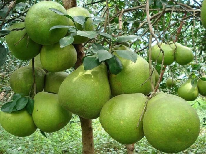 Top 7 điểm vườn trái cây gần Sài Gòn - Hương vị thơm ngon, dinh dưỡng, giá cả phải chăng không thể bỏ qua 5