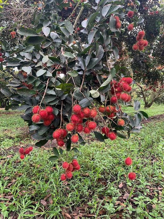 Tổng hợp kinh nghiệm thăm vườn trái cây Út Phương