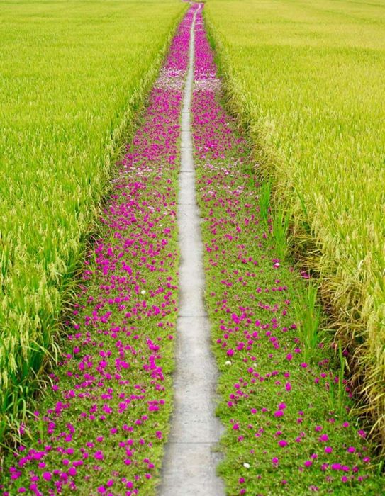 Hướng dẫn cách đi đến con đường hoa mười giờ 6