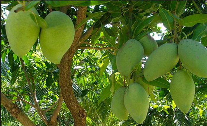 Du lịch Tiền Giang: Kinh nghiệm và chi phí tự túc