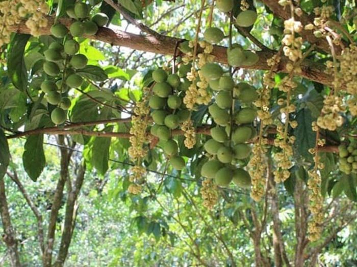 Top 7 điểm vườn trái cây gần Sài Gòn - Hương vị thơm ngon, dinh dưỡng, giá cả phải chăng không thể bỏ qua 3