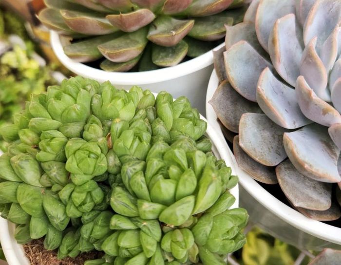 Tiệm cà phê và cây Hiên Nắng, không gian cà phê xanh mát số 5