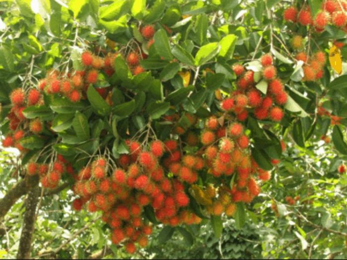 Top 7 điểm vườn trái cây gần Sài Gòn - Hương vị thơm ngon, dinh dưỡng, giá cả phải chăng không thể bỏ qua 4
