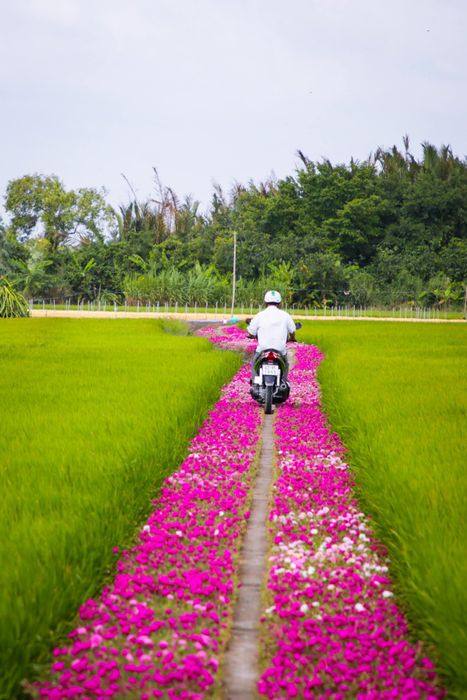 Hướng dẫn đường đi đến con đường hoa mười giờ 3