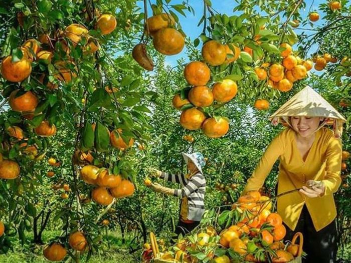 Top 7 vườn trái cây gần Sài Gòn - Hương vị thơm ngon, dinh dưỡng, giá cả phải chăng không thể bỏ qua 2