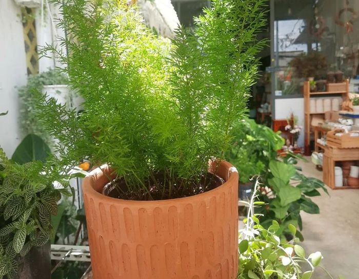 Tiệm cà phê và cây Hiên Nắng, không gian xanh mát số 4