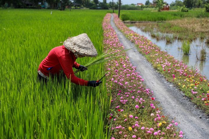 Khám phá Con đường hoa mười giờ ở Gò Công - Điểm check-in tuyệt vời 6