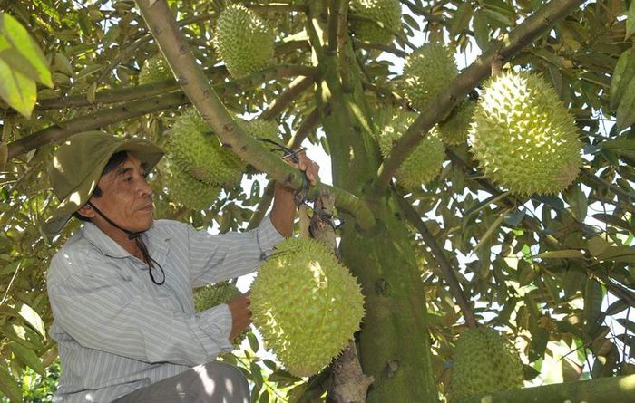 Hương vị đặc trưng của sầu riêng Ngũ Hiệp làm đắm lòng mọi người