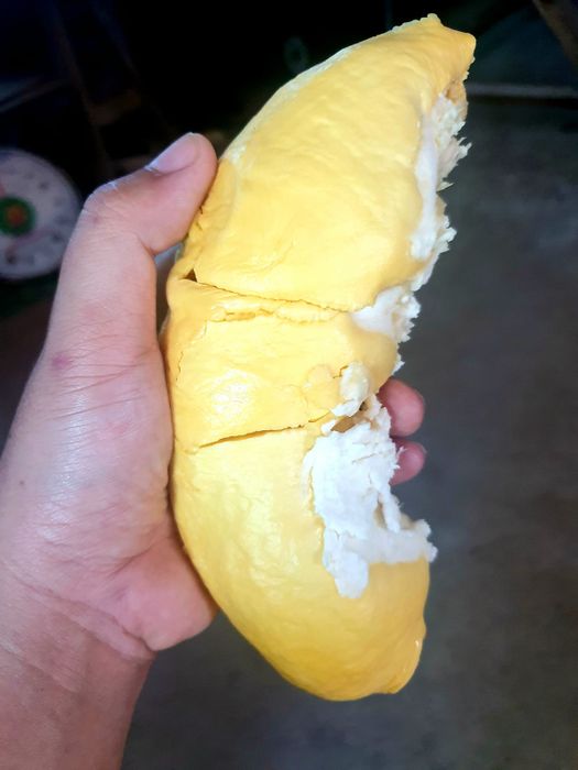 Hương vị đặc trưng của sầu riêng Ngũ Hiệp khiến lòng người xao xuyến