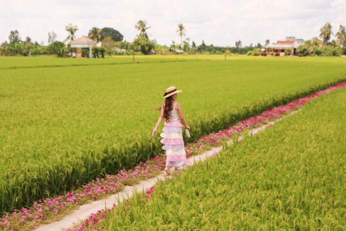 Khám phá Con đường hoa mười giờ ở Gò Công - Điểm check-in tuyệt vời 9