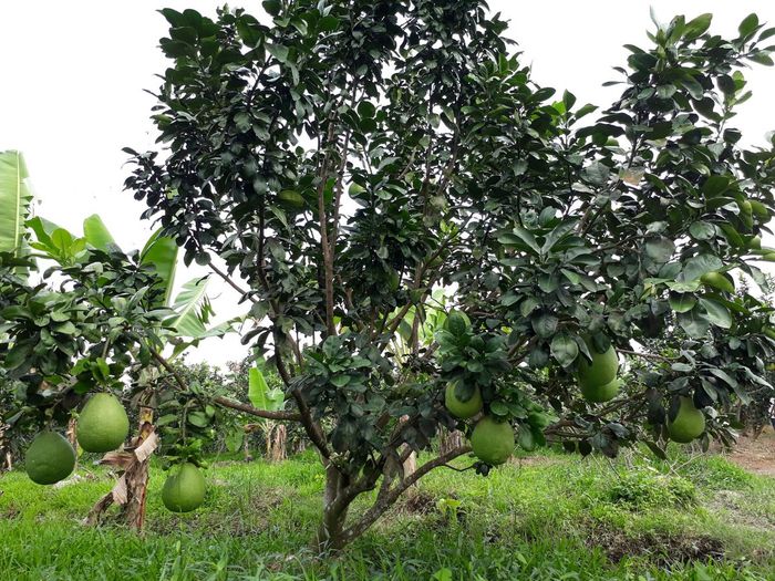 Khám phá hương vị tuyệt vời của Bưởi Năm Roi Bình Minh - nữ hoàng của các loại bưởi