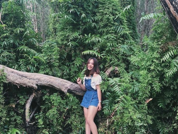 Rừng quốc gia Bình Châu, vẻ đẹp của khu rừng nguyên sinh ven biển