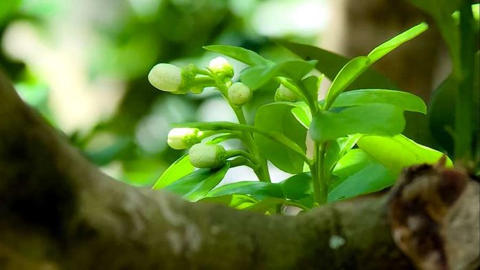 Khám phá hương vị tuyệt vời của Bưởi Năm Roi Bình Minh - vua của các loại bưởi 7