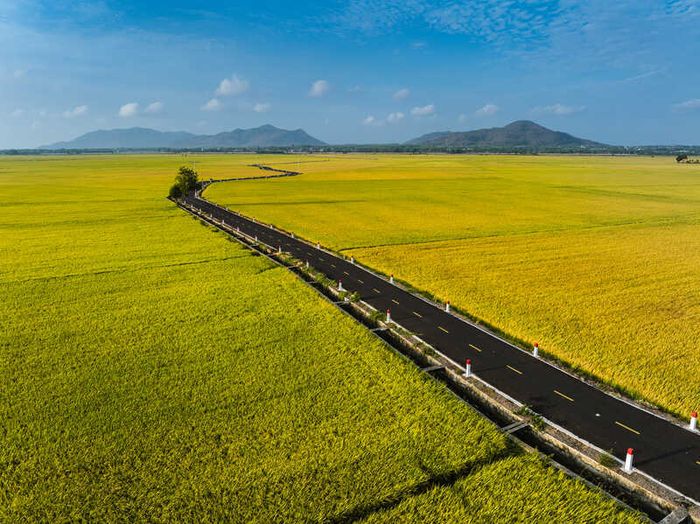 Hương thơm của đồng quê trong Cánh đồng An Nhứt đã làm nổi tiếng Vũng Tàu