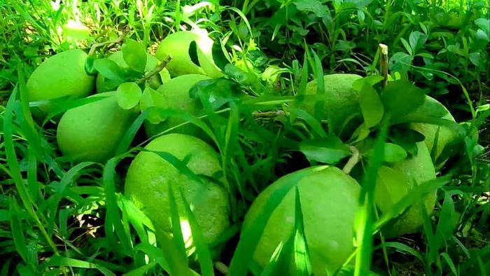 Khám phá hương vị tuyệt vời của Bưởi Năm Roi Bình Minh - vua của các loại bưởi 5