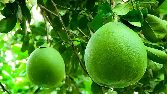 Khám phá hương vị tuyệt vời của Bưởi Năm Roi Bình Minh - vua của các loại bưởi 4