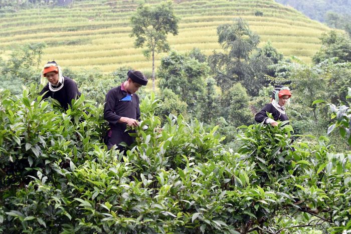 Thưởng tách Chè Shan Tuyết Hà Giang trong một ngày se lạnh 6