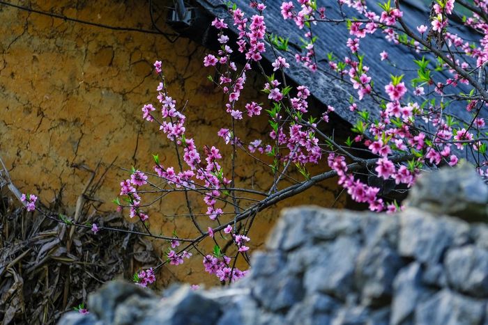 Top 5 trải nghiệm khám phá Hà Giang cho những người yêu thích hành trình đường xơi 2
